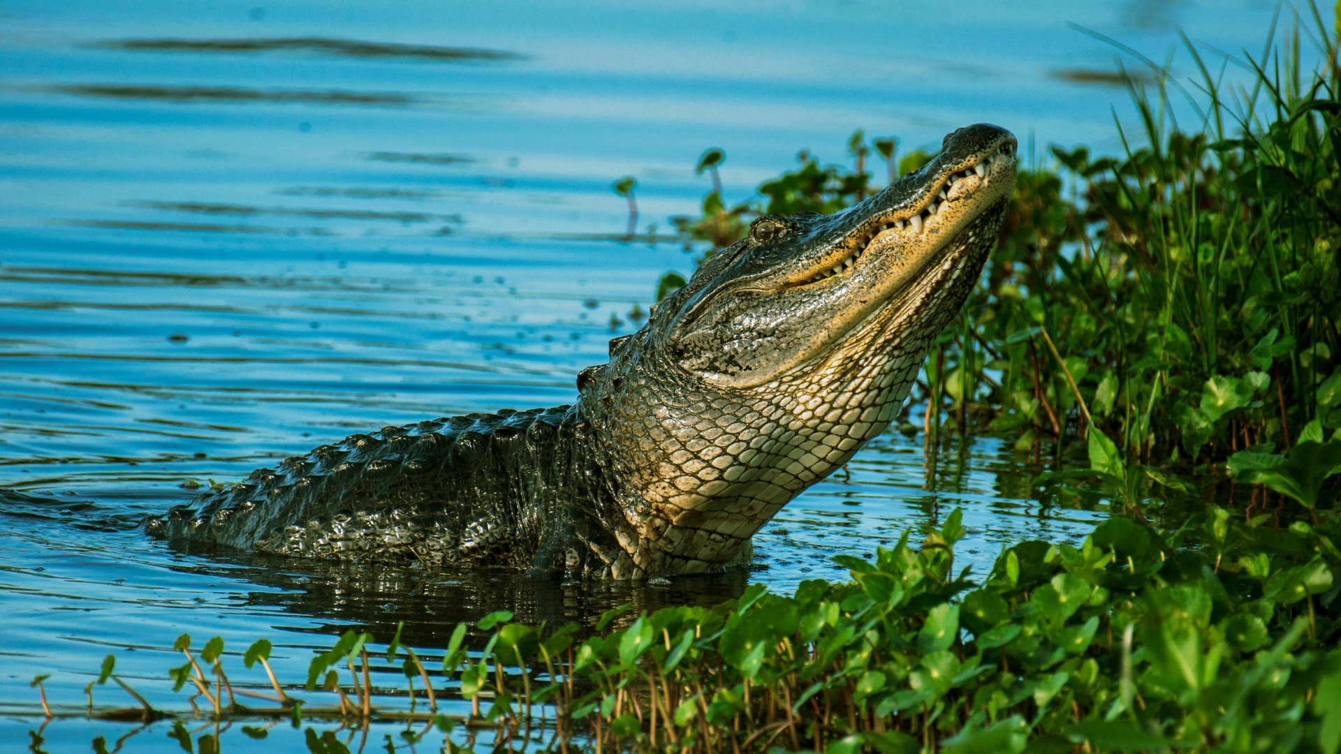 Krokodil a folyóban