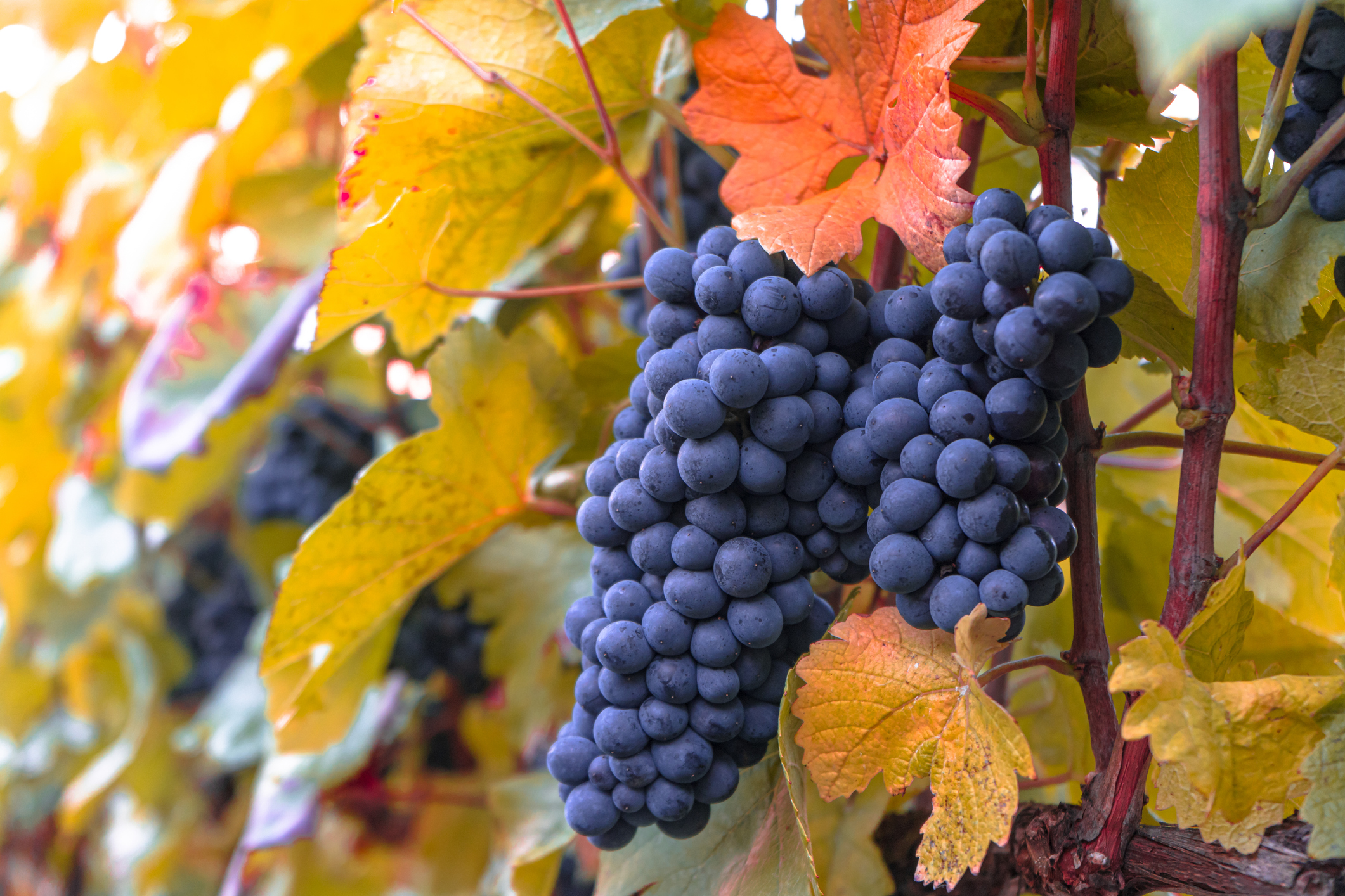 Pinot noir szőlőültetvény Franciaországban