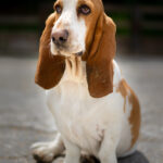 Basset hound