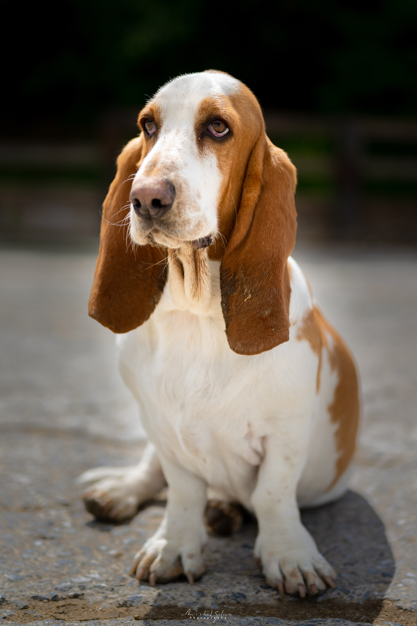 Basset hound