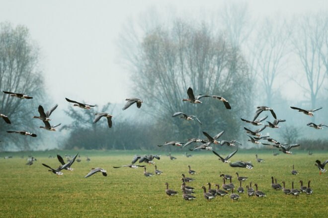 Blässgänse, Bislicher Insel © Johanens Höhn, Tourismus NRW e.V.