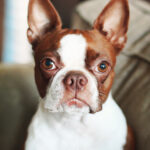 Boston terrier