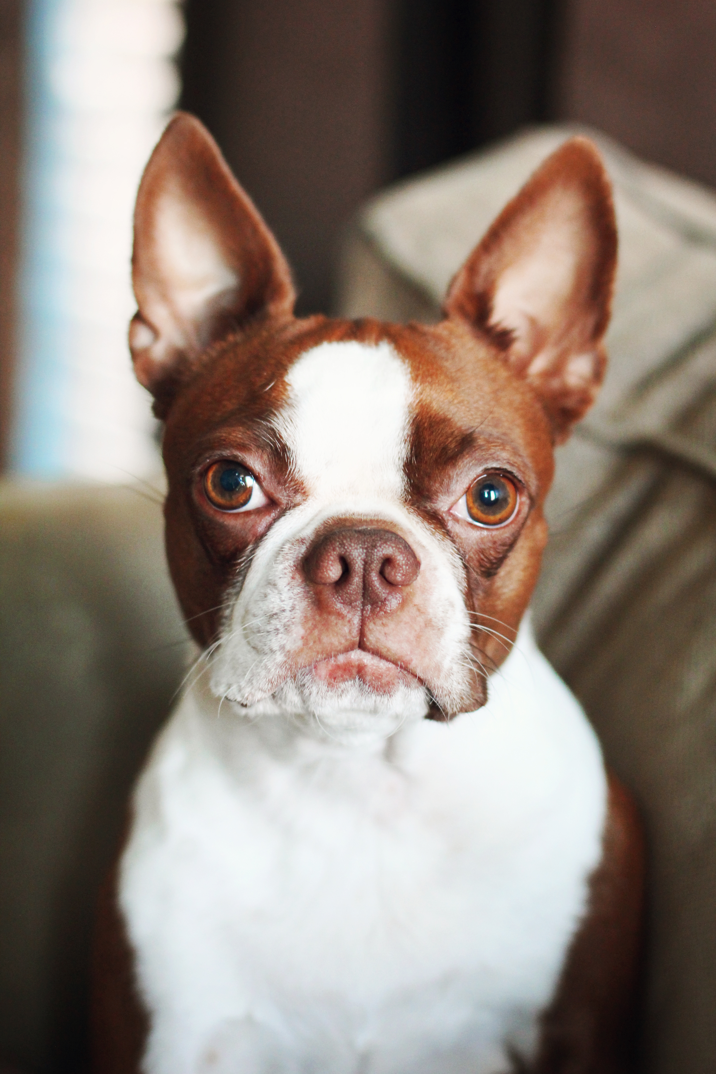 Boston terrier