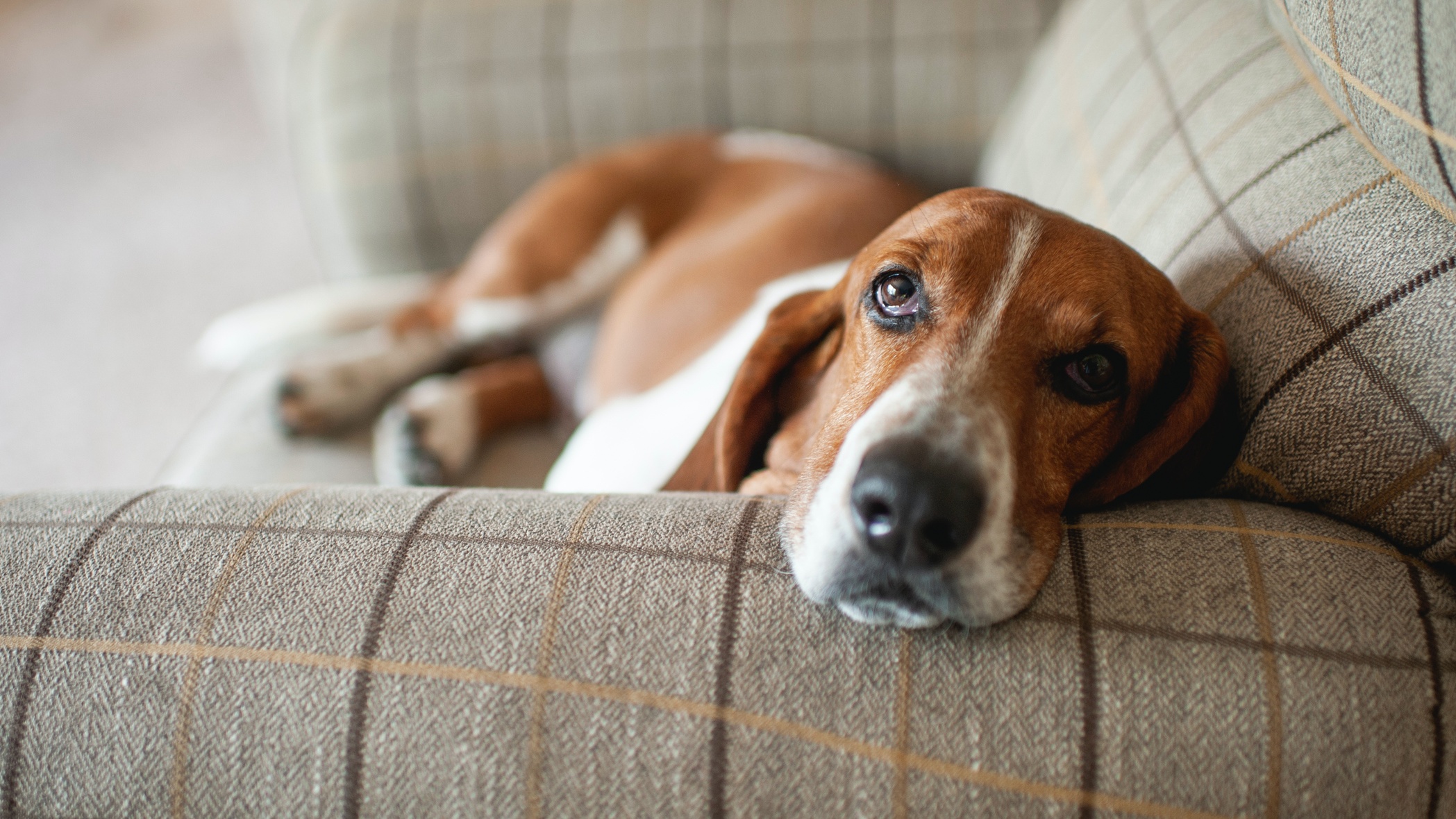 Basset hound