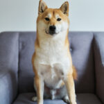 Shiba Inu