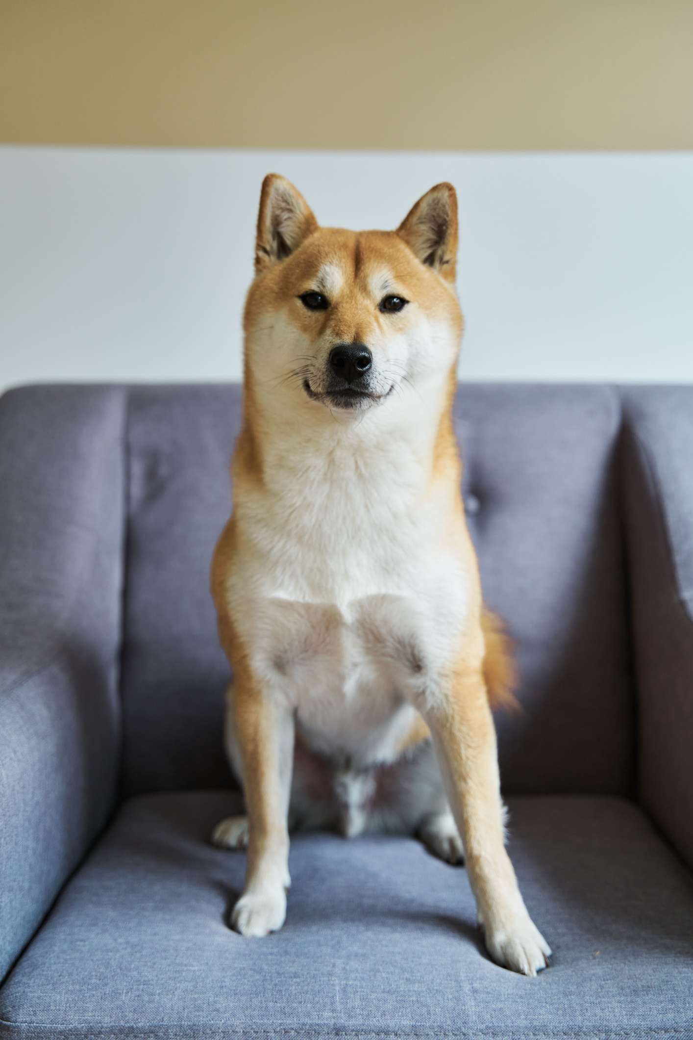 Shiba Inu