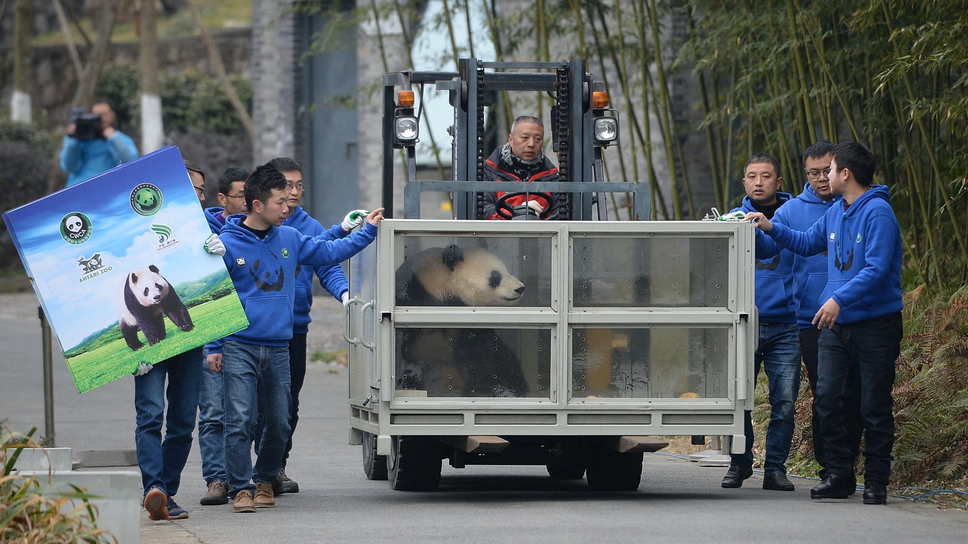 Kínai munkások a Finnországba szállítandó óriáspanda egyikével Dujiangyan városában, a délnyugat-kínai Szecsuán tartományban, 2018. január 17-én