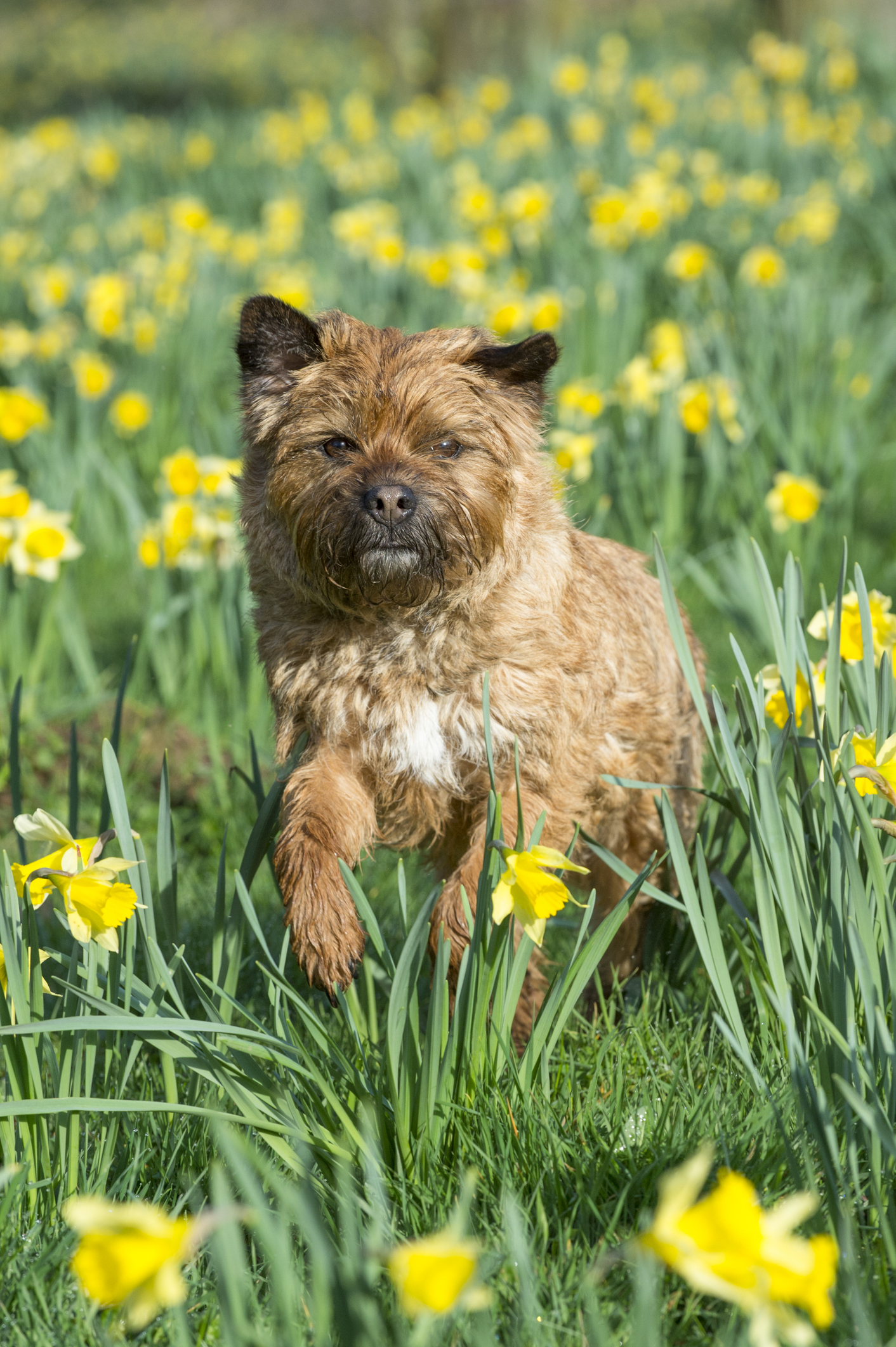 Border terrier