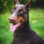 Dobermann