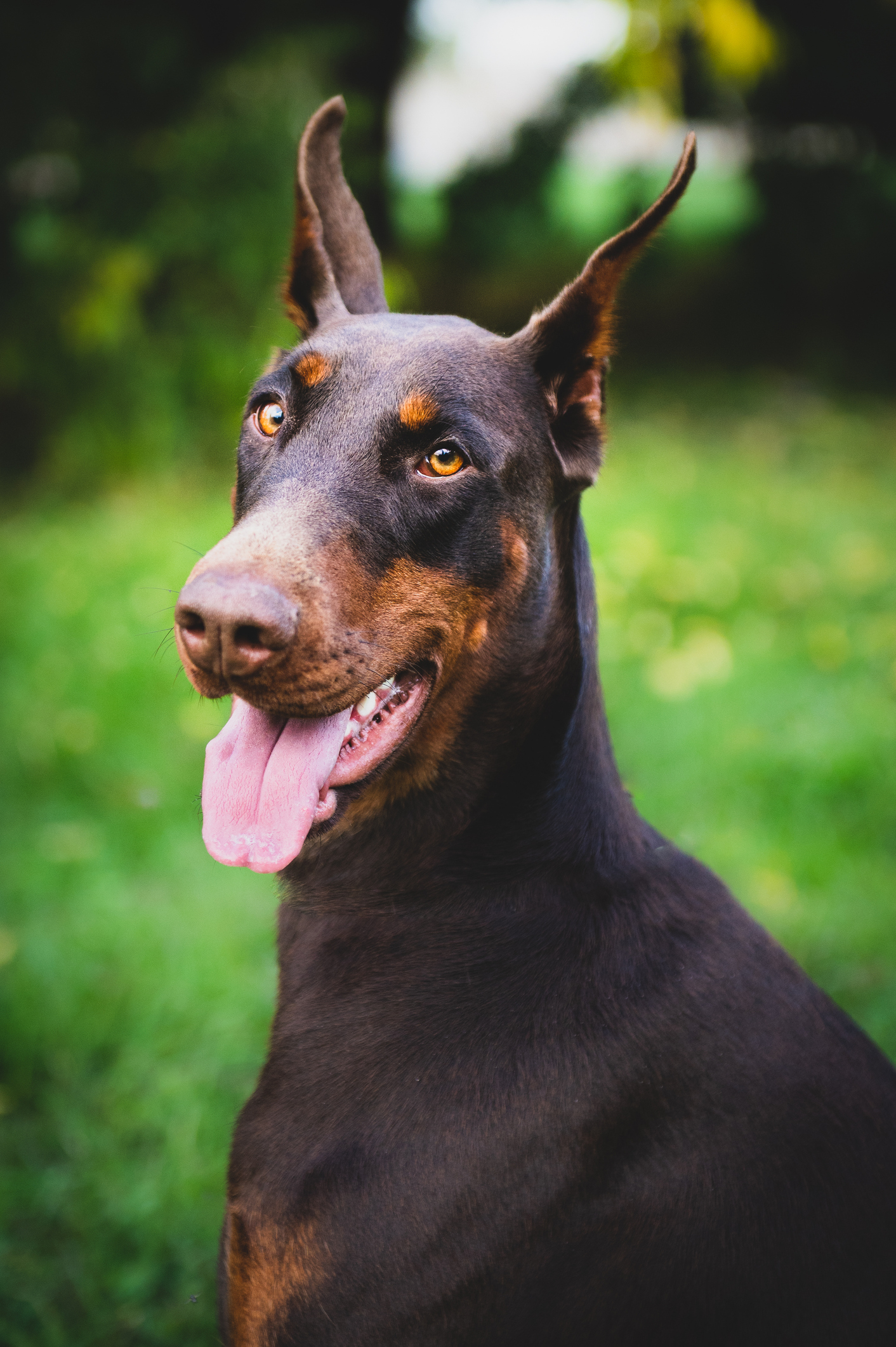 Dobermann