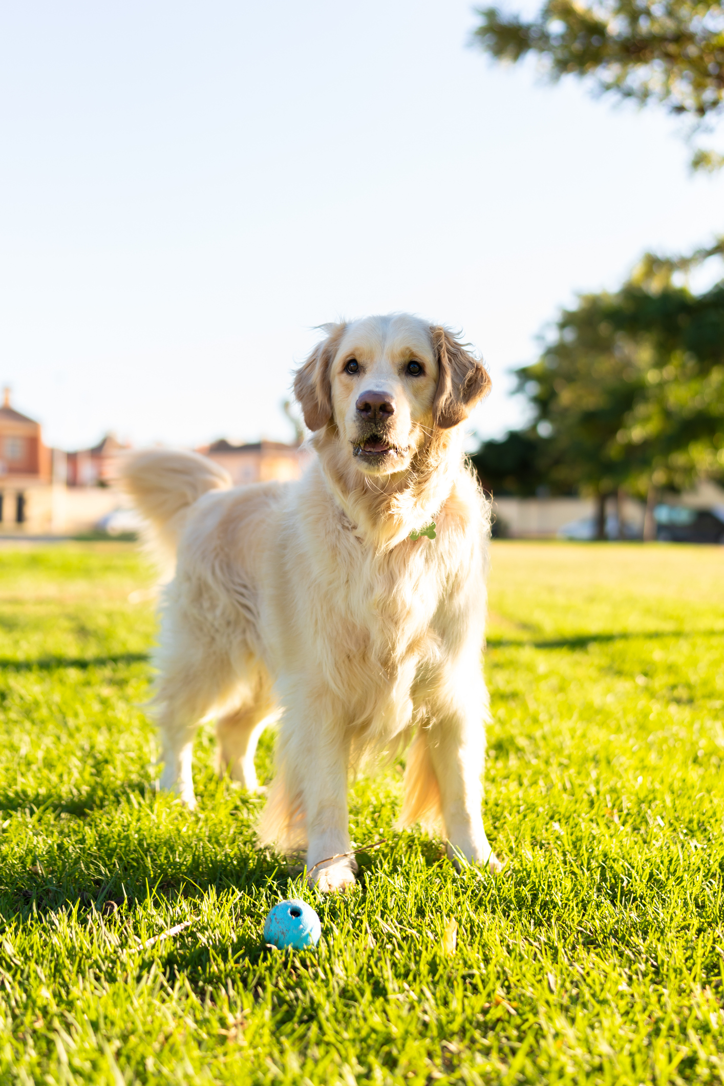 Golden retriever