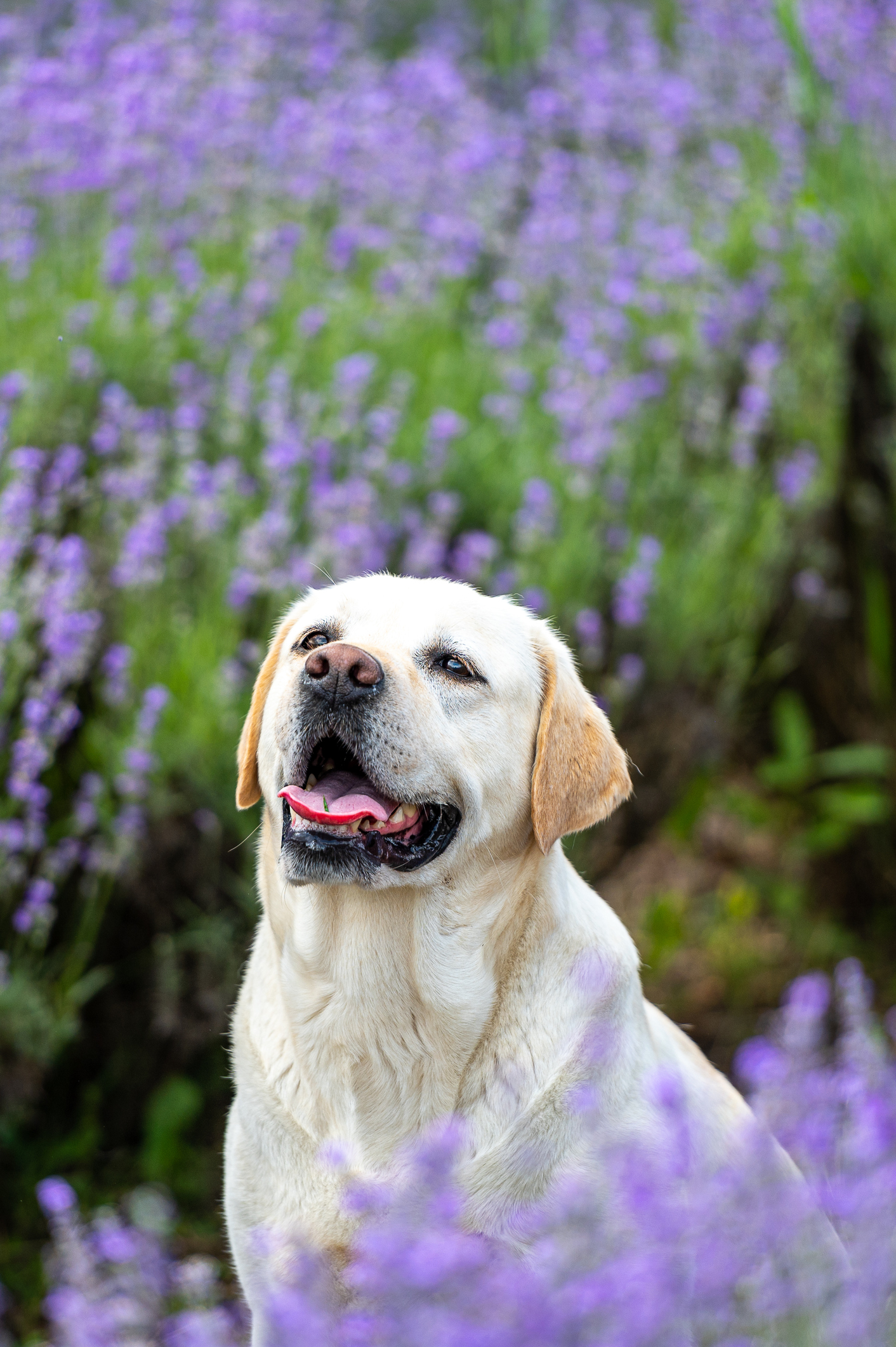 Labrador retriever