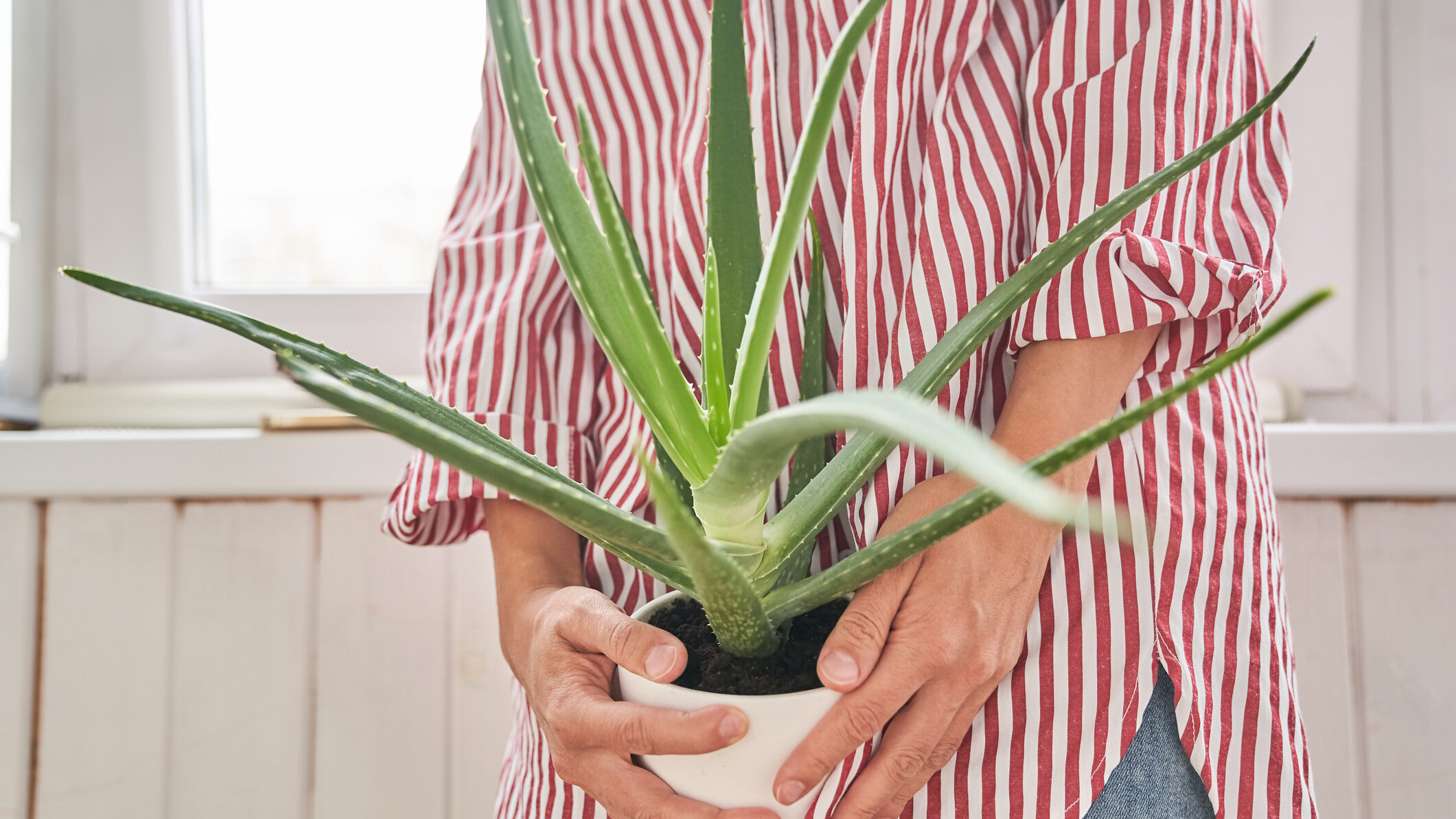 aloe vera