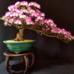 azálea bonsai