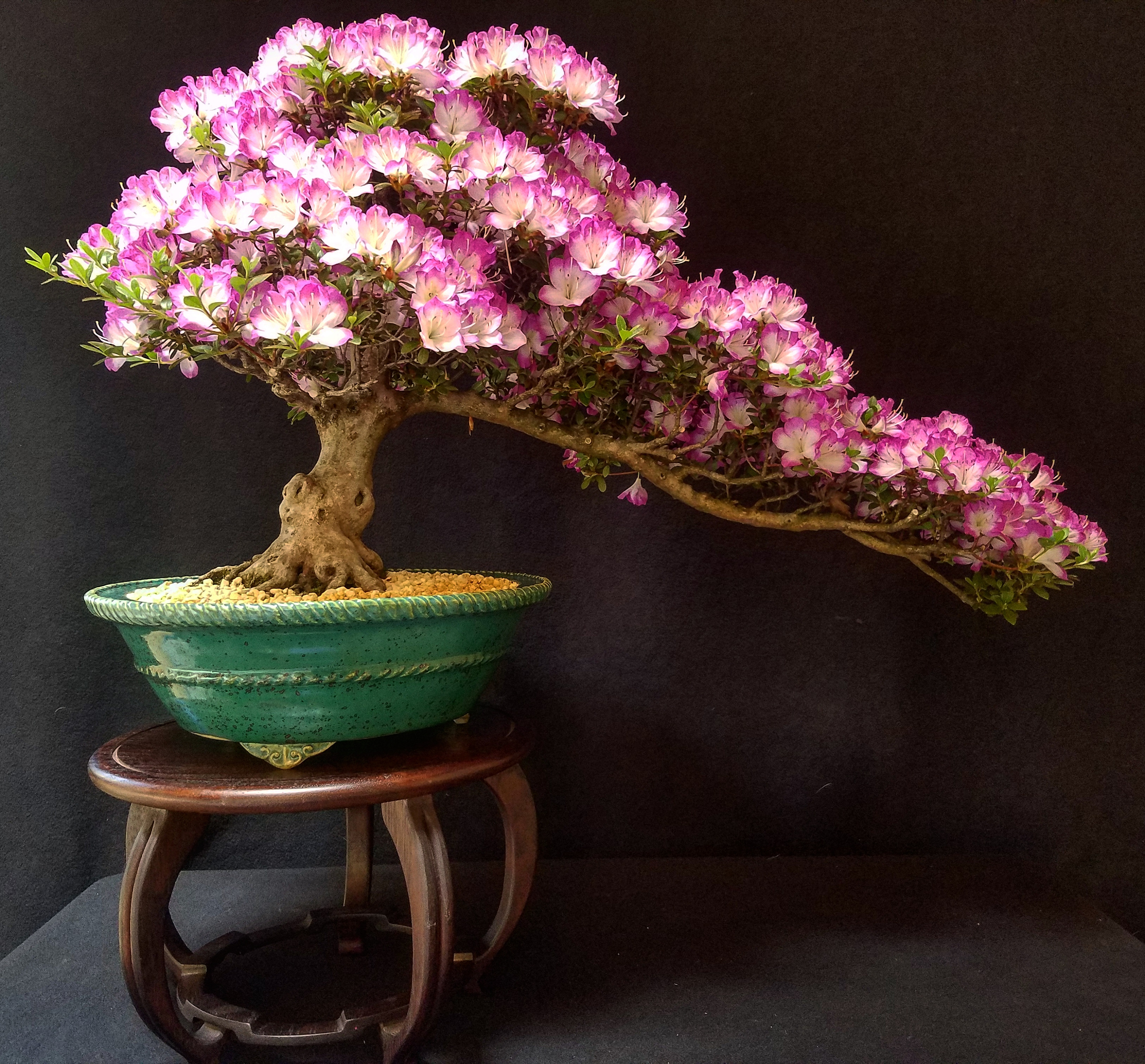 azálea bonsai