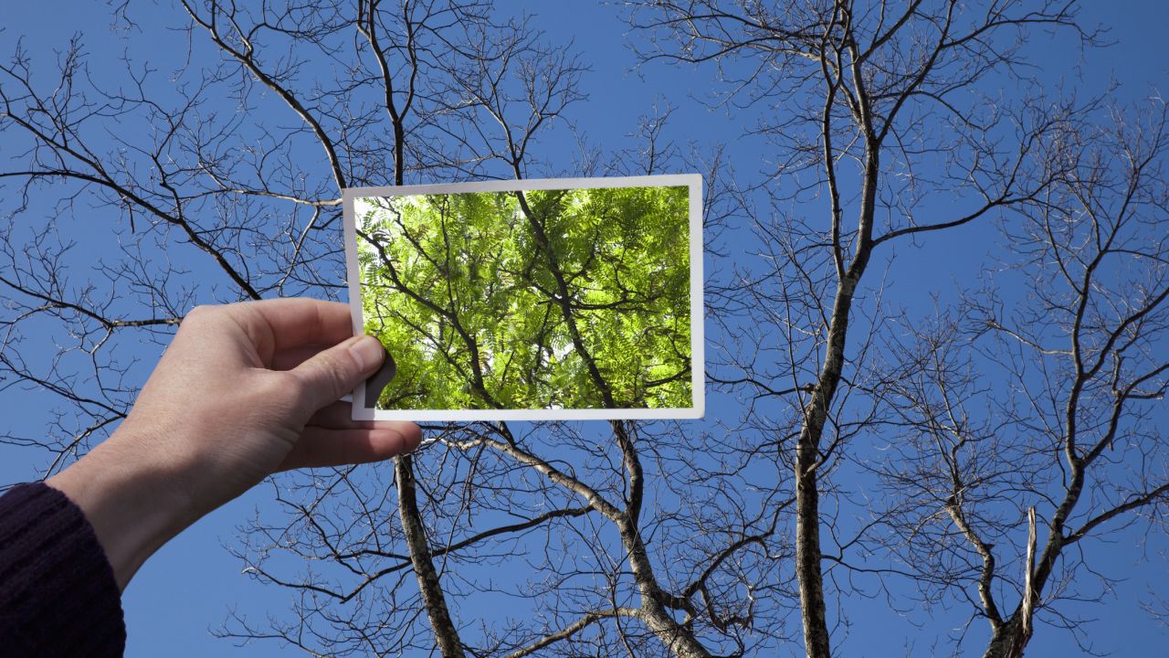 Téli fa előtt tavaszi fotó felmutatása