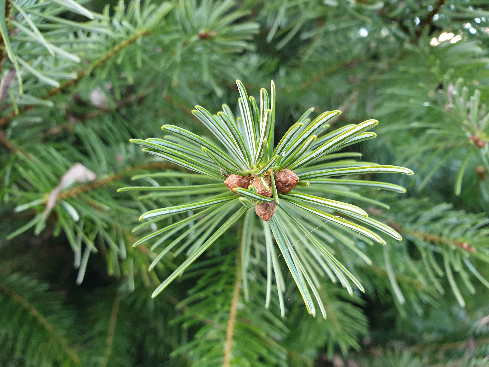 Nordmann fenyő