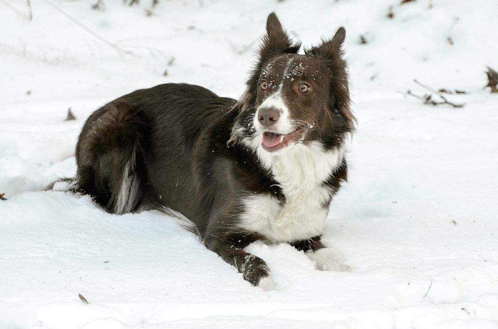 Border Collie