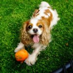 Cavalier King Charles Spániel