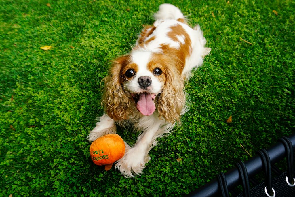 Cavalier King Charles Spániel