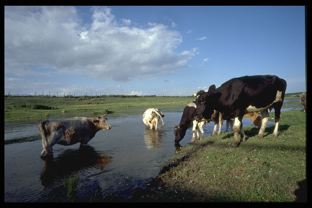 (Original Caption) Half the livestock in Muslumovo has leukemia but the meat and milk are still consumed. (Photo by Antoine GYORI/Sygma via Getty Images)