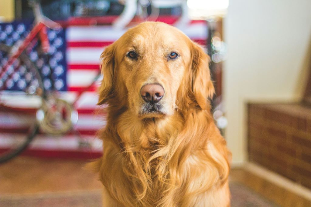 Golden retriever