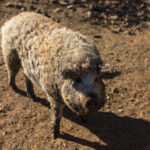 Szőke mangalica