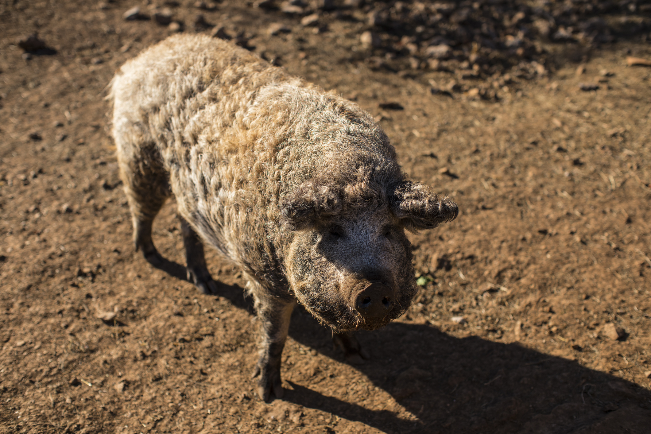 Szőke mangalica