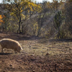 Szőke mangalica