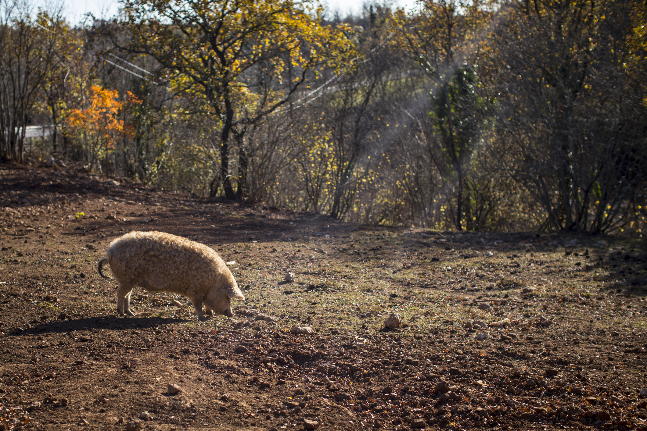 Szőke mangalica