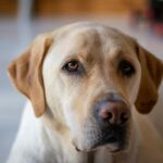 A labrador retrieverek szelíd, szeretetteljes természetükről híresek. Élvezik az emberi kapcsolatokat, és akkor a legboldogabbak, ha a családjukkal töltenek időt. A labradorok a végletekig hűségesek, és szobáról szobára követnek téged, csak hogy a közeledben maradhassanak