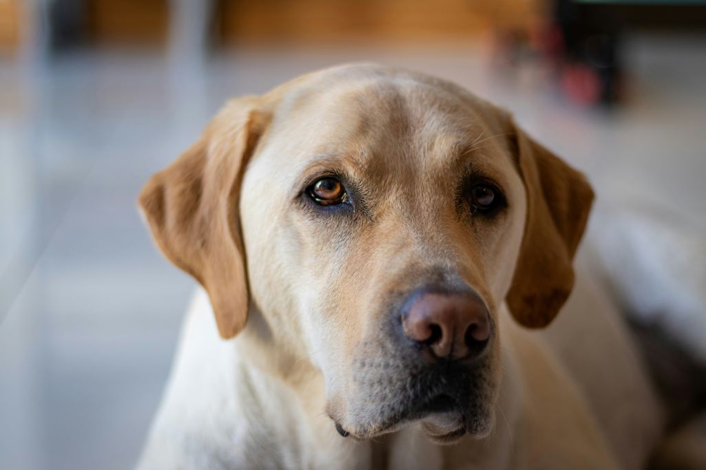 A labrador retrieverek szelíd, szeretetteljes természetükről híresek. Élvezik az emberi kapcsolatokat, és akkor a legboldogabbak, ha a családjukkal töltenek időt. A labradorok a végletekig hűségesek, és szobáról szobára követnek téged, csak hogy a közeledben maradhassanak