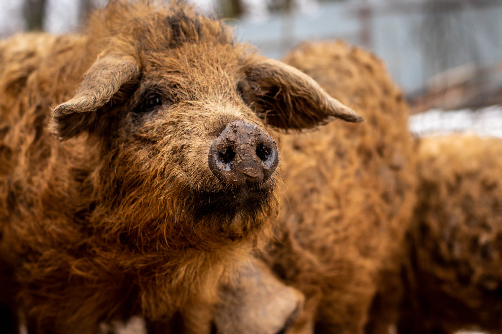 Szőke mangalica