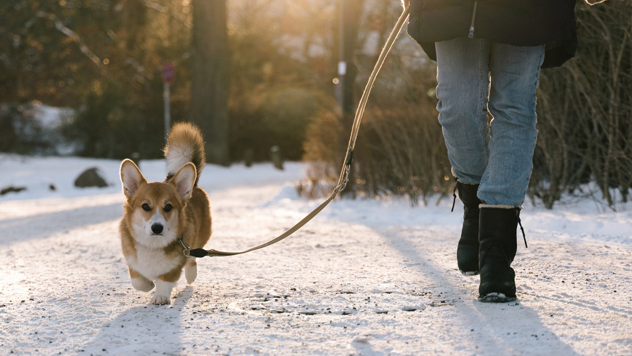 kutya, fotó: iStock