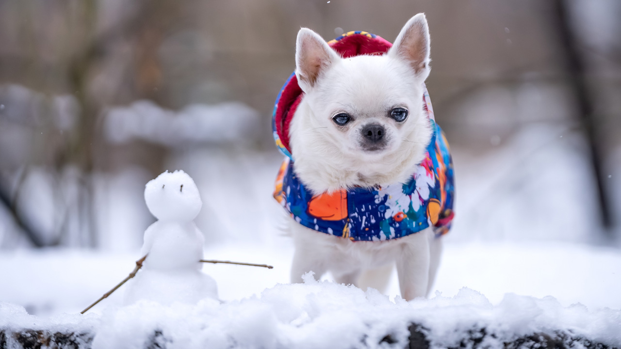 kutyakabát, fotó: iStock